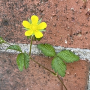 Potentilla indica at Karabar, NSW - 1 Oct 2023 01:53 PM