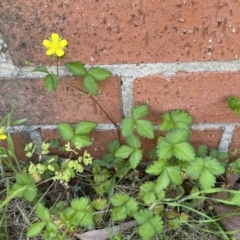 Potentilla indica at Karabar, NSW - 1 Oct 2023 01:53 PM