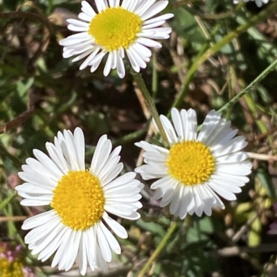 Erigeron karvinskianus (Seaside Daisy) at Karabar, NSW - 1 Oct 2023 by Steve_Bok