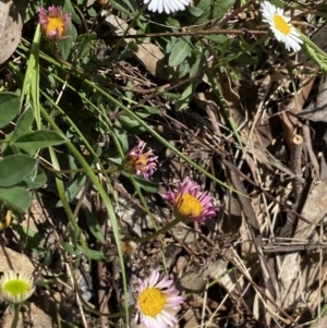 Erigeron karvinskianus at Karabar, NSW - 1 Oct 2023