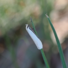 Philobota xiphostola at Goorooyarroo NR (ACT) - 30 Sep 2023 by RAllen