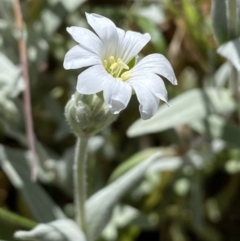 Cerastium tomentosum (Snow-in-summer) at Karabar, NSW - 1 Oct 2023 by Steve_Bok