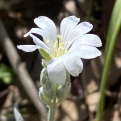 Cerastium tomentosum at Karabar, NSW - 1 Oct 2023