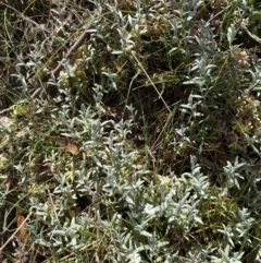 Cerastium tomentosum at Karabar, NSW - 1 Oct 2023