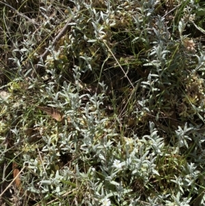 Cerastium tomentosum at Karabar, NSW - 1 Oct 2023