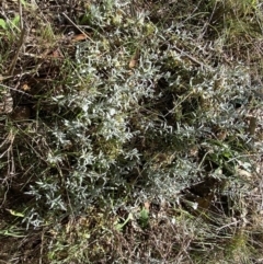 Cerastium tomentosum at Karabar, NSW - 1 Oct 2023