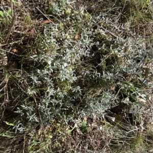 Cerastium tomentosum at Karabar, NSW - 1 Oct 2023