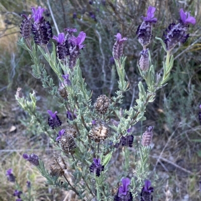 Lavandula stoechas (Spanish Lavender or Topped Lavender) at Karabar, NSW - 1 Oct 2023 by Steve_Bok