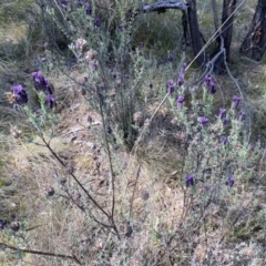 Lavandula stoechas at Karabar, NSW - 1 Oct 2023 01:37 PM