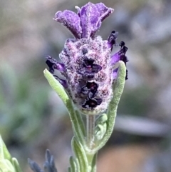 Lavandula stoechas at Karabar, NSW - 1 Oct 2023