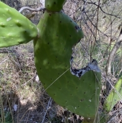 Opuntia ficus-indica (Indian Fig, Spineless Cactus) at Mount Jerrabomberra - 1 Oct 2023 by Steve_Bok