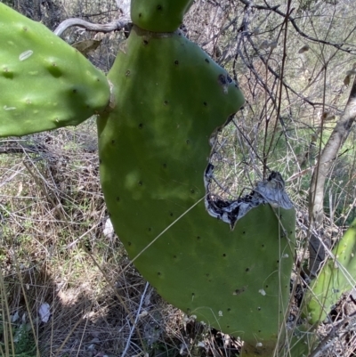 Opuntia ficus-indica (Indian Fig, Spineless Cactus) at Karabar, NSW - 1 Oct 2023 by Steve_Bok