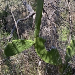 Opuntia ficus-indica at Karabar, NSW - 1 Oct 2023