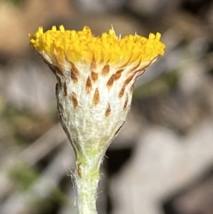 Leptorhynchos squamatus at Karabar, NSW - 1 Oct 2023