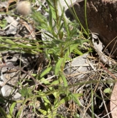 Leptorhynchos squamatus at Karabar, NSW - 1 Oct 2023