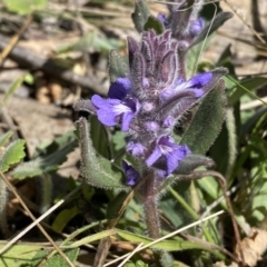 Ajuga australis at Karabar, NSW - 1 Oct 2023