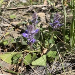 Ajuga australis at Karabar, NSW - 1 Oct 2023