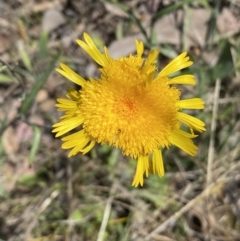 Podolepis jaceoides (Showy Copper-wire Daisy) at Mount Jerrabomberra - 1 Oct 2023 by Steve_Bok