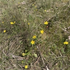 Ranunculus lappaceus at Karabar, NSW - 1 Oct 2023