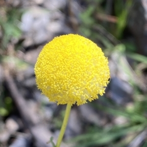 Craspedia variabilis at Karabar, NSW - 1 Oct 2023