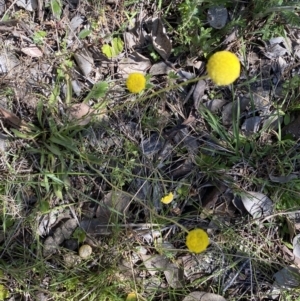 Craspedia variabilis at Karabar, NSW - 1 Oct 2023