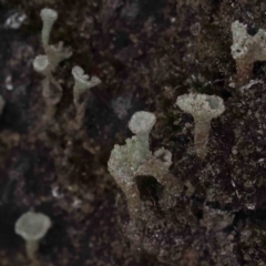 Cladonia sp. (genus) (Cup Lichen) at Bruce Ridge to Gossan Hill - 30 Sep 2023 by ConBoekel