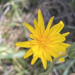 Microseris walteri (Yam Daisy, Murnong) at Karabar, NSW - 1 Oct 2023 by Steve_Bok