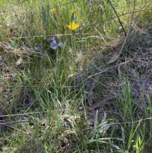 Microseris walteri at Karabar, NSW - 1 Oct 2023