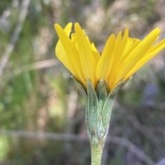 Microseris walteri at Karabar, NSW - 1 Oct 2023