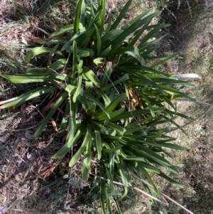 Agapanthus praecox subsp. orientalis at Karabar, NSW - 1 Oct 2023