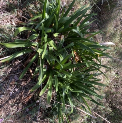 Agapanthus praecox subsp. orientalis (Agapanthus) at Karabar, NSW - 1 Oct 2023 by Steve_Bok