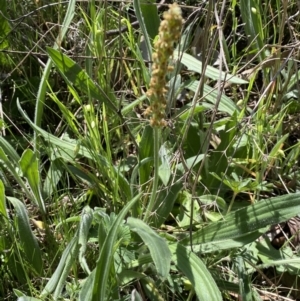 Plantago varia at Karabar, NSW - 1 Oct 2023