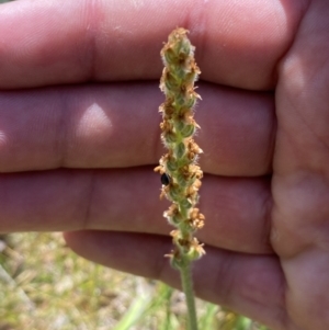 Plantago varia at Karabar, NSW - 1 Oct 2023