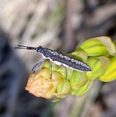 Rhinotia sp. in brunnea-group (A belid weevil) at Mount Jerrabomberra - 1 Oct 2023 by SteveBorkowskis