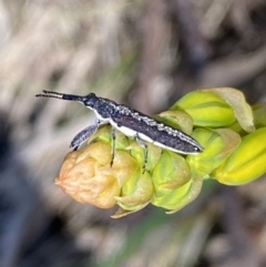 Rhinotia sp. in brunnea-group at Karabar, NSW - 1 Oct 2023 12:53 PM