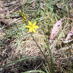Bulbine bulbosa (Golden Lily) at Mount Jerrabomberra - 1 Oct 2023 by Steve_Bok