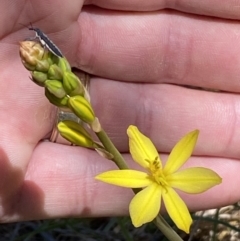 Bulbine bulbosa at Karabar, NSW - 1 Oct 2023