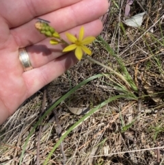 Bulbine bulbosa at Karabar, NSW - 1 Oct 2023