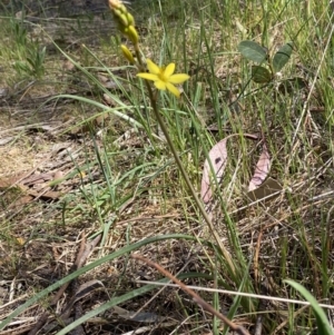 Bulbine bulbosa at Karabar, NSW - 1 Oct 2023