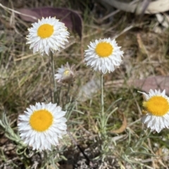 Leucochrysum albicans subsp. tricolor (Hoary Sunray) at Mount Jerrabomberra - 1 Oct 2023 by SteveBorkowskis