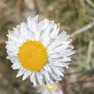 Leucochrysum albicans subsp. tricolor at Karabar, NSW - 1 Oct 2023