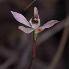 Caladenia fuscata (Dusky Fingers) at Bruce Ridge to Gossan Hill - 1 Oct 2023 by ConBoekel