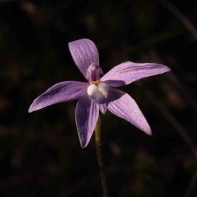 Glossodia major (Wax Lip Orchid) at Bruce Ridge to Gossan Hill - 1 Oct 2023 by ConBoekel