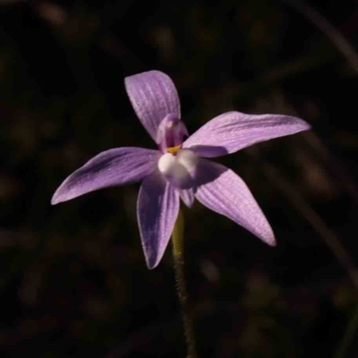 Glossodia major (Wax Lip Orchid) at Bruce, ACT - 30 Sep 2023 by ConBoekel