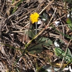 Hypochaeris glabra (Smooth Catsear) at Gungahlin, ACT - 30 Sep 2023 by RAllen