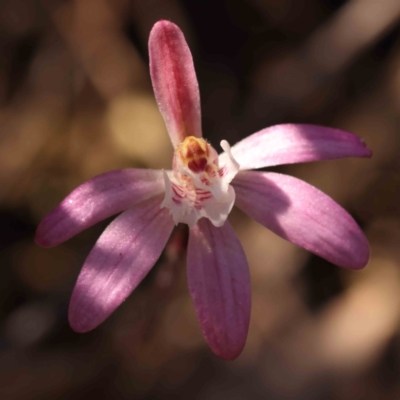 Caladenia fuscata (Dusky Fingers) at Bruce Ridge to Gossan Hill - 1 Oct 2023 by ConBoekel