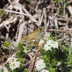 Taractrocera papyria (White-banded Grass-dart) at Gungahlin, ACT - 30 Sep 2023 by RAllen