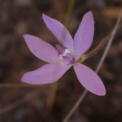 Glossodia major (Wax Lip Orchid) at Bruce Ridge to Gossan Hill - 1 Oct 2023 by ConBoekel