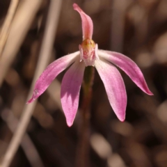 Caladenia fuscata (Dusky Fingers) at Bruce Ridge to Gossan Hill - 1 Oct 2023 by ConBoekel