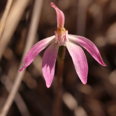 Caladenia fuscata (Dusky Fingers) at Bruce Ridge to Gossan Hill - 1 Oct 2023 by ConBoekel